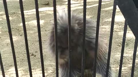 Funny porcupine at the zoo