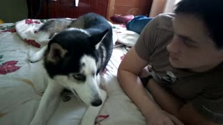 No Kisses for Husky