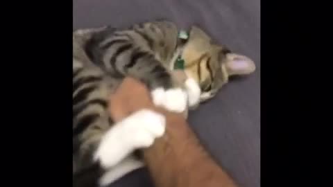 Grey cat with white paws bites mans hand