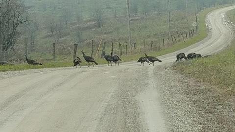 Wild Turkey Crossing