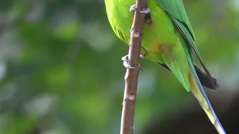 Parrot wonderful seen
