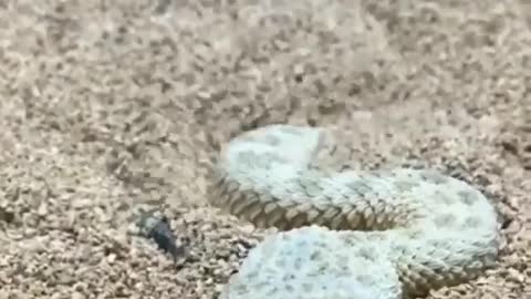 This snake buries itself in the sand.