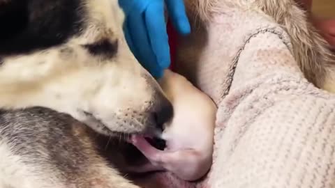 Pregnant husky gives birth 9 puppies