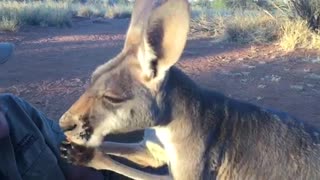 Mother Kangaroo has a Baby in Her Pouch