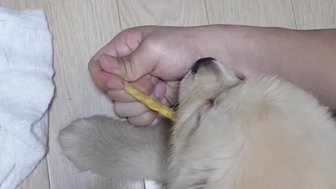 Baby golden retriever is eating a snack