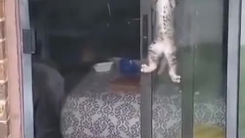 Little kittens climbing the door
