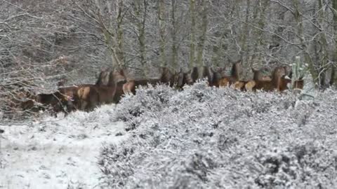 Guess How Many Deer in Video ❤Beauty of Nature