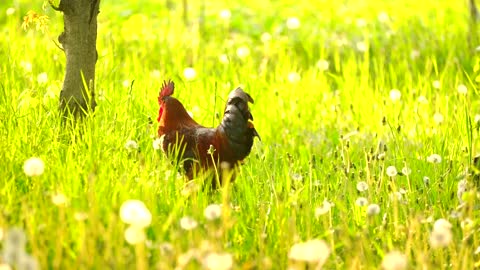 Rooster walking on the grass in the morning