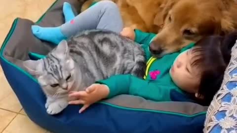 Cute moment of the day, dog, cat and baby ❤️❤️❤️
