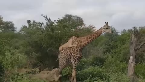Motherly Valor: OMG Moment as Giraffe's Powerful Kick Knocks Down Leopard to Defend Her Baby