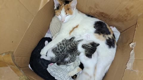 Mother Cat is nursing her cute and baby Kittens. Cute baby kittens are playing