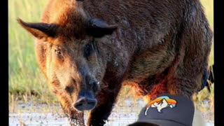 Javelina vs Feral Pigs