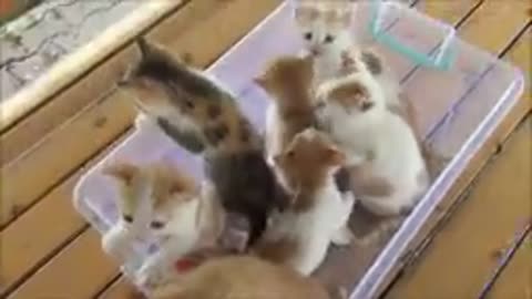 Kittens meowing (too much cuteness) - All talking at the same time!