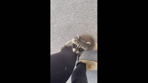 Wild baby raccoon climbs up woman's leg #Shorts