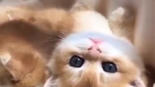 😍Cute and Funny Cat Compilation