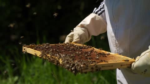 collect honey from beehive