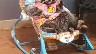 Raccoon lies in the baby lounge, licking his hands and getting ready to sleep.