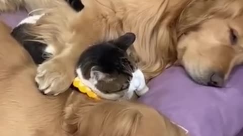 Cat came to cuddle with goldens