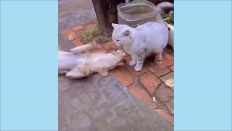 Funny cats and dog video