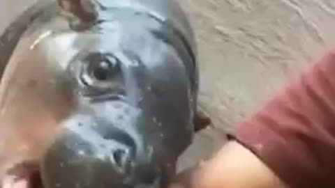Baby hippo tries to eat a man