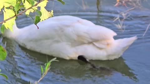 Beautiful swan in the river / a beautiful water bird in the water.