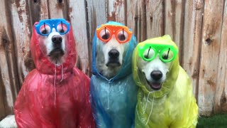 Totally chill dogs keep calm and enjoy the rain in appropriate attire