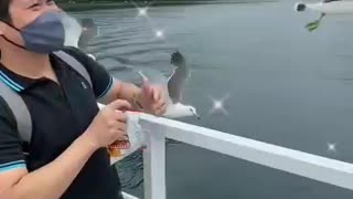 Feeding the seagulls