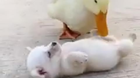 Funny Baby Dog Vs Duck Videos Compilation Ma Cutest Pets rumble.com