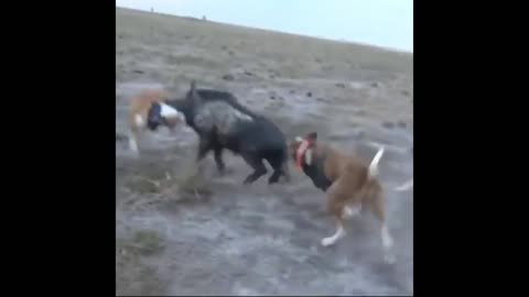 🐗Сrazy boar hunting with dogs 🐕