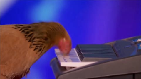 The Amazing Chicken Plays the piano
