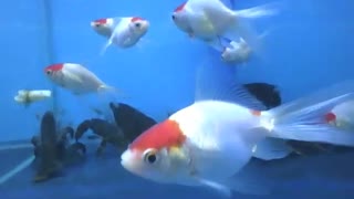 Peixes kinguios estão dividindo o aquário com as lagostas, parece tudo bem [Nature & Animals]