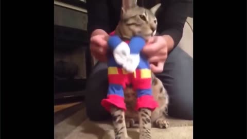 our cat is dancing