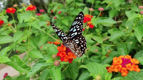 Butterfly Drinking Nectar & Flapping Wings In Flowers