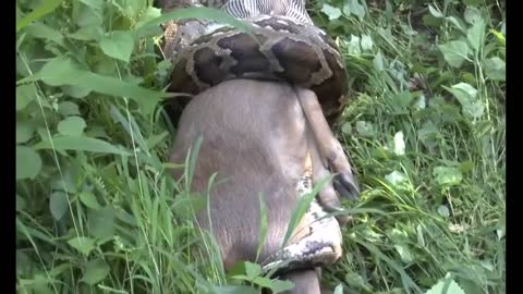 Snake swallows deer