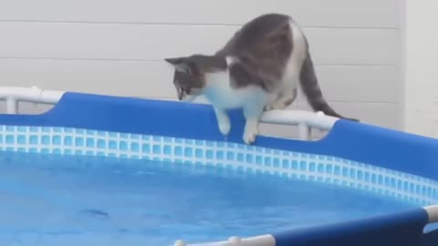 watch cat in the swimming pool very funny video