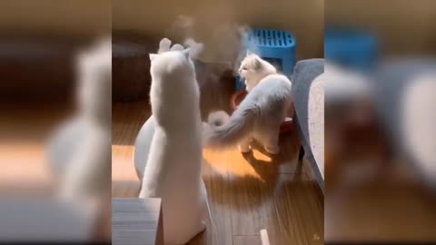 The Ultimate Viral Cat Video