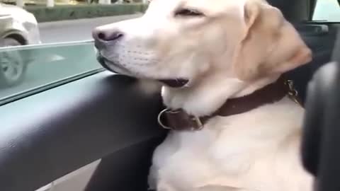 Funny dogs reaction🦮🐕
