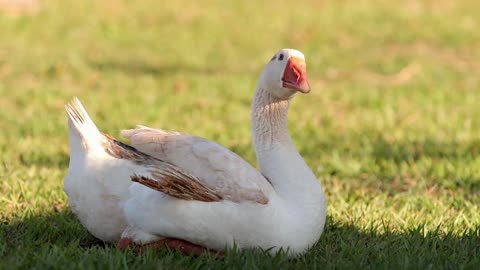 TheGreylag Goose: Close Up HD Footage (Anser anser)