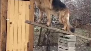 Very Still Dog Balances Stick