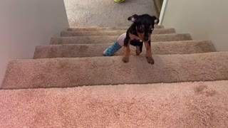 Little puppy in cast climbs stairs