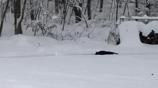 Puppy Loves His Winter Weather Race Track