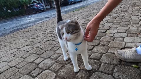 Beautiful short eared cat with collar meowing only for love