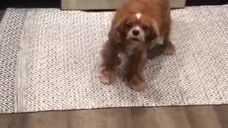 Brown dog standing in front of oven gestures owner to open cabinet to get treats