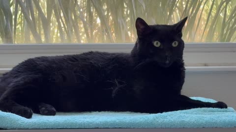 Adopting a Cat from a Shelter Vlog - Cute Precious Piper Looks Beautiful in Her Spa