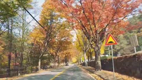 Autumn street drive with beautiful leaves