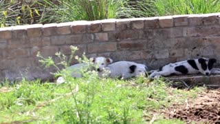 Three Cute puppies are enjoying there sleep and taking sweet dreams