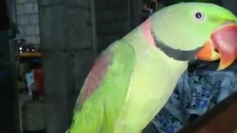 so cute parrot speaking indian Language