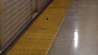 Small mouse runs with moving train in subway station