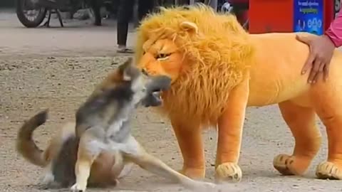 Prank dog with fake lions funny videos