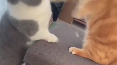 Cute 😍and funny ❤😍cats😻video 2021